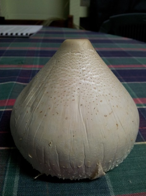 Slender Parasol Mushroom (Macrolepiota mastoidea)